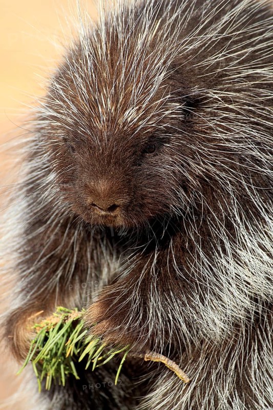 North american porcupine