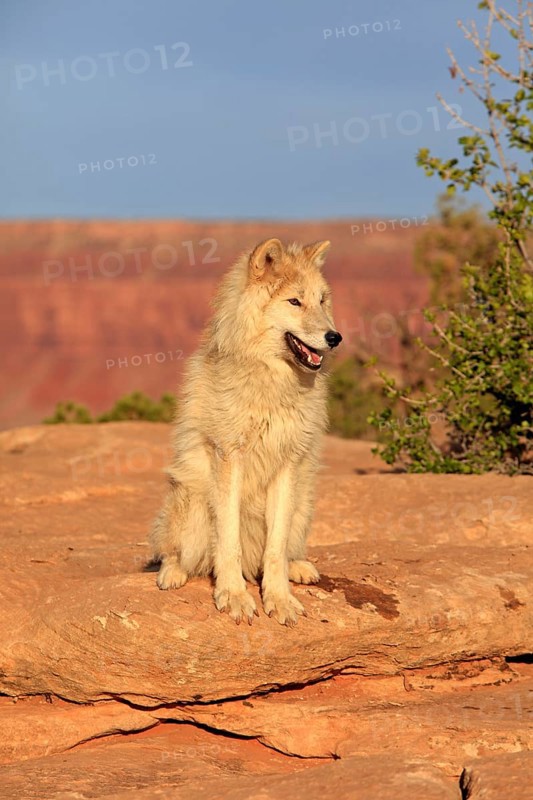 Timbergray wolf