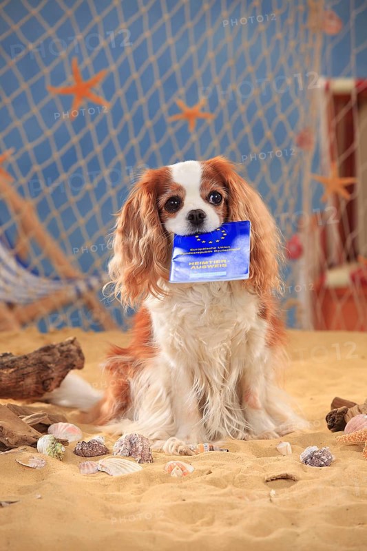 Cavalier King Charles Spaniel