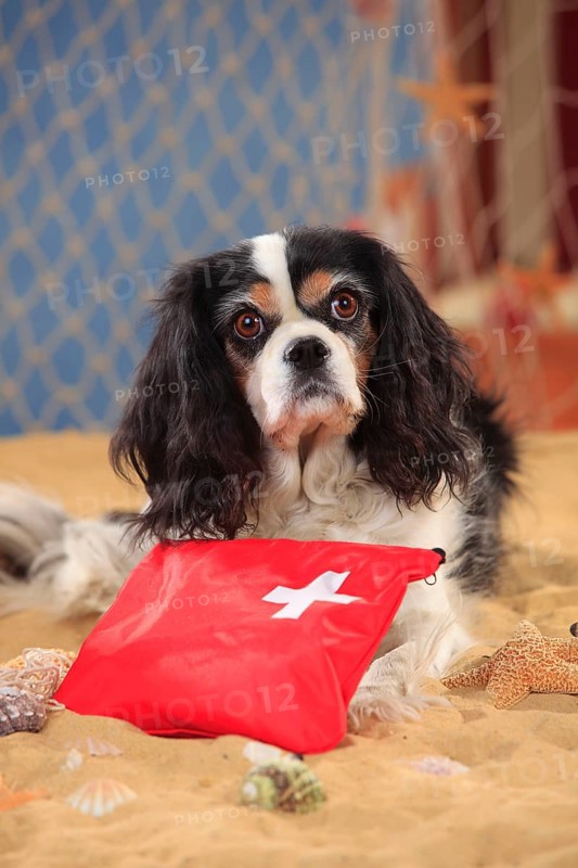 Cavalier King Charles Spaniel