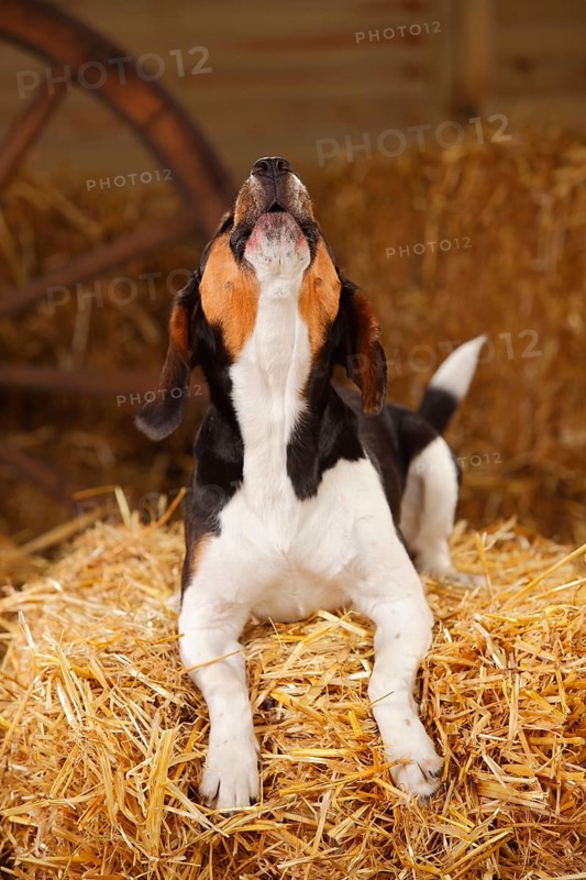 Beagle