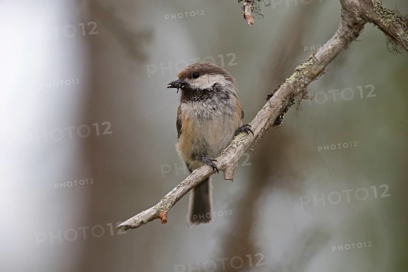 Grey-headed chickadee