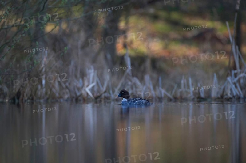 Common Goldeneye