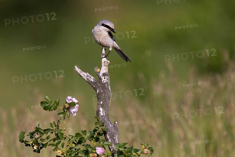Great Grey Shrike