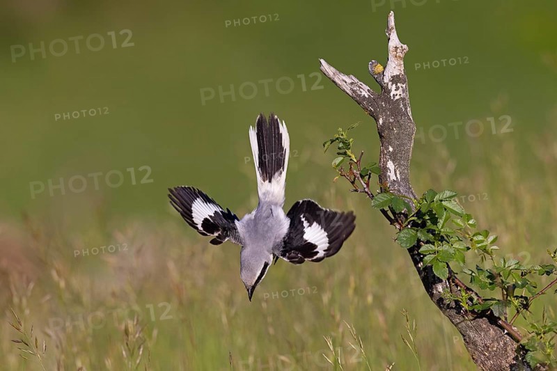 Great Grey Shrike