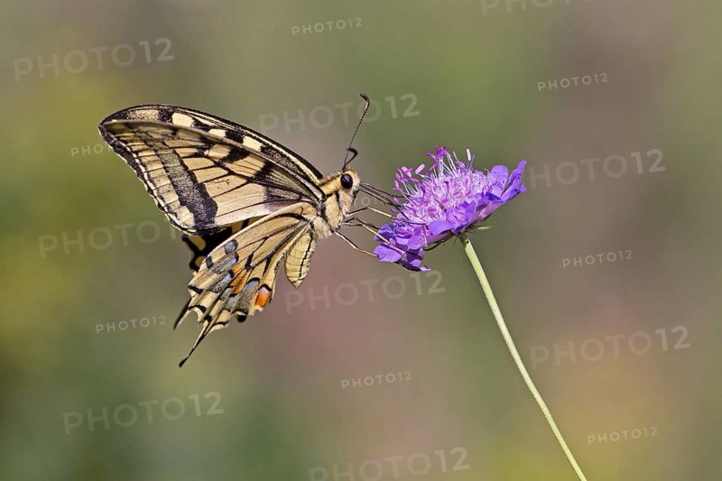 Swallowtail