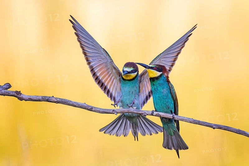 European bee-eater