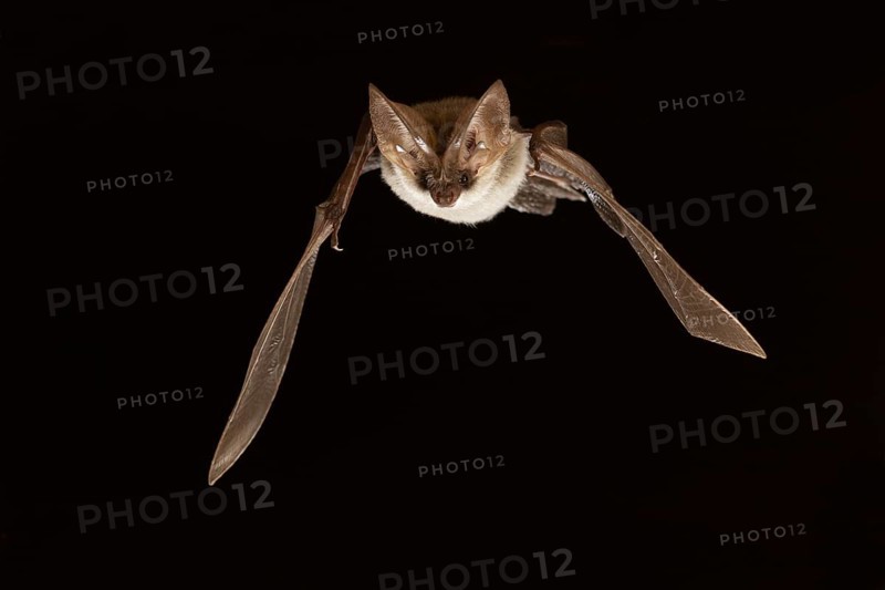 Grey long-eared bat