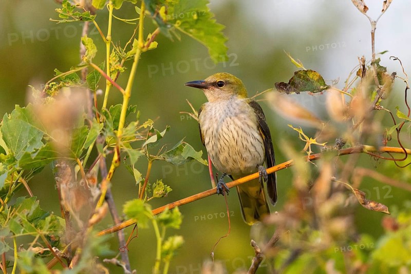Eurasian golden oriole
