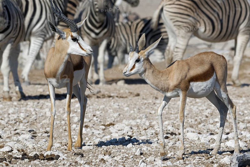 Springboks