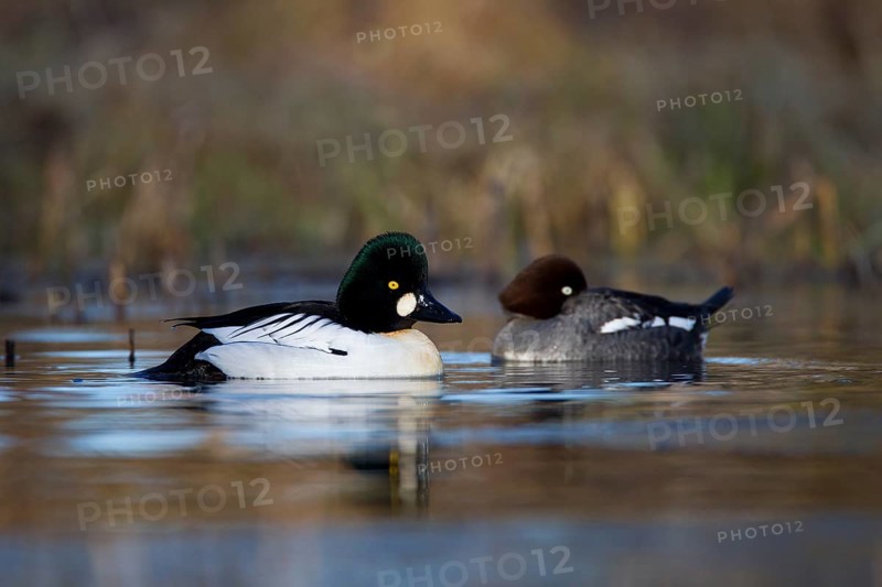 Common Goldeneye