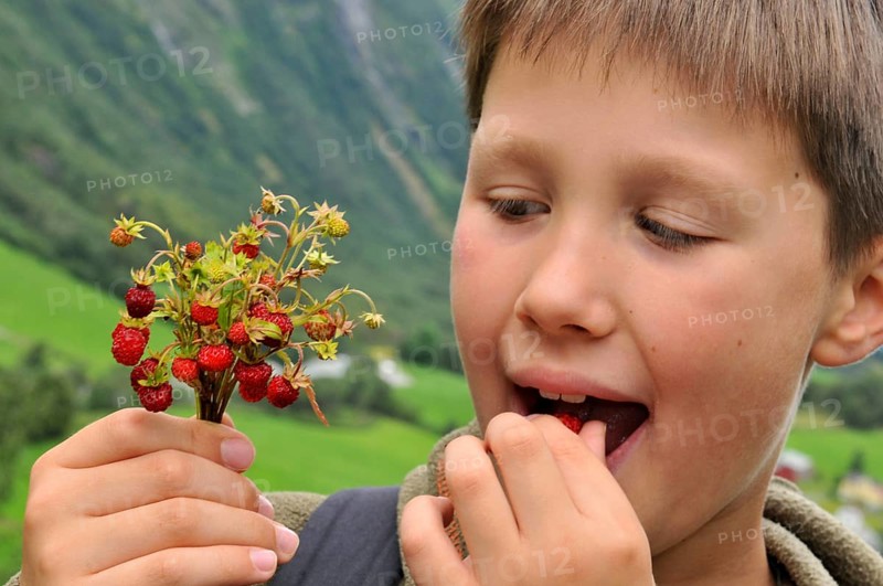 Boy eating Wild Strawberries