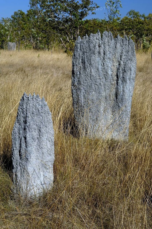 Termite mounts