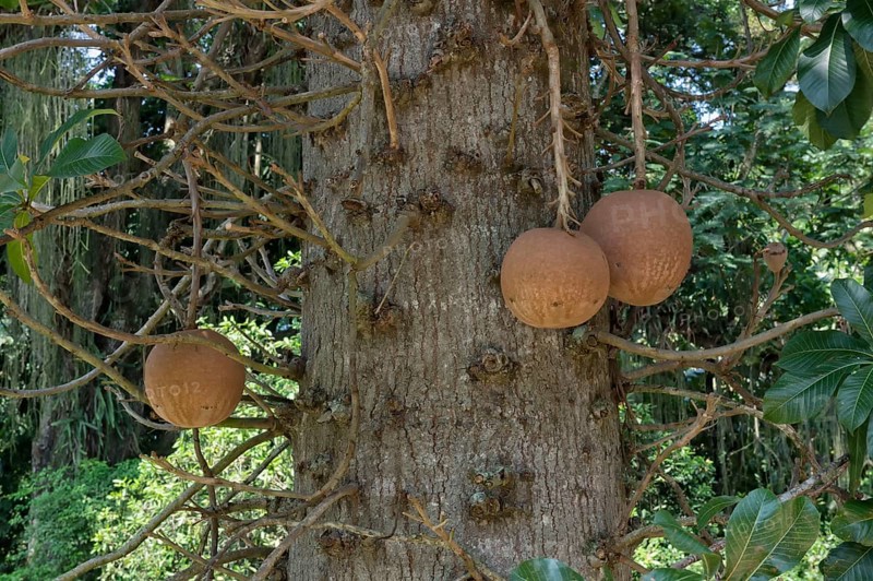 Cannonball tree