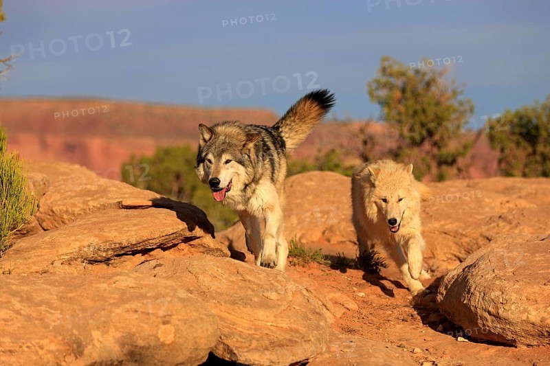 Timber gray wolves