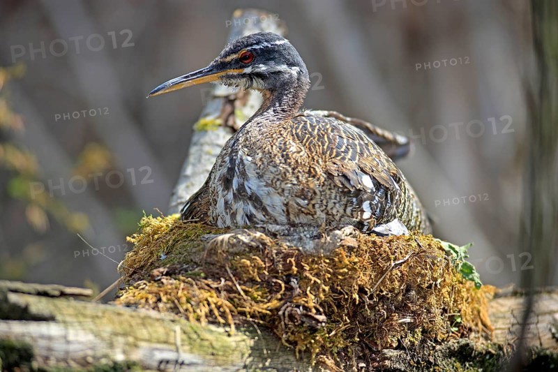 Sunbittern
