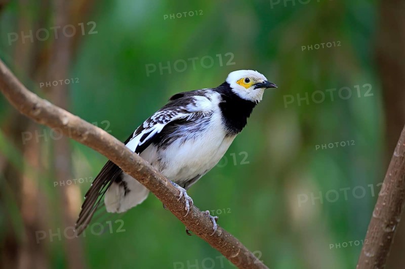Black-collared starling