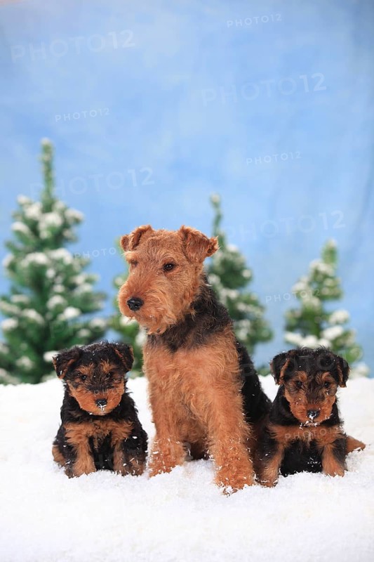 Welsh Terrier