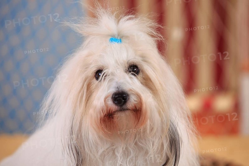 Coton de Tulear