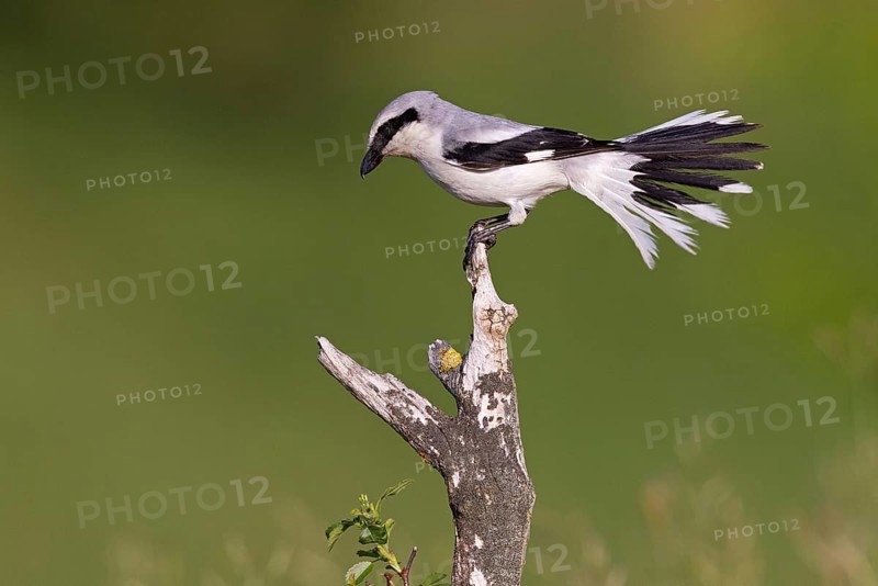 Great Grey Shrike