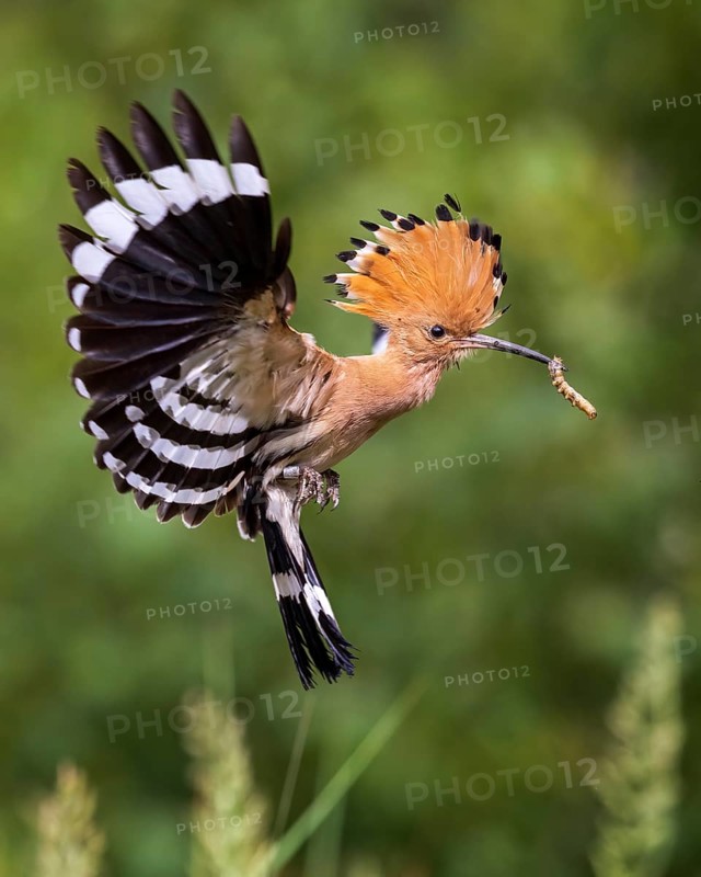 Hoopoe