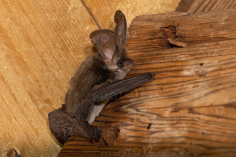 Grey long-eared bat