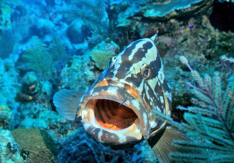 Nassau grouper