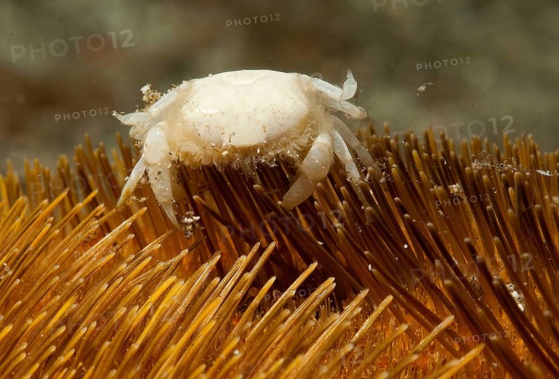 Heart Urchin Pea Crab