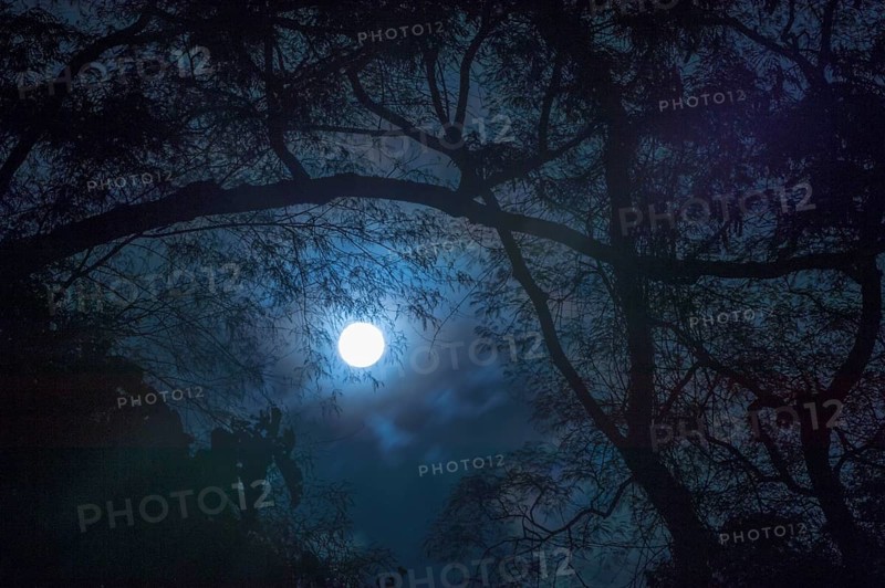Moon over the Atlantic Forest of Caratinga