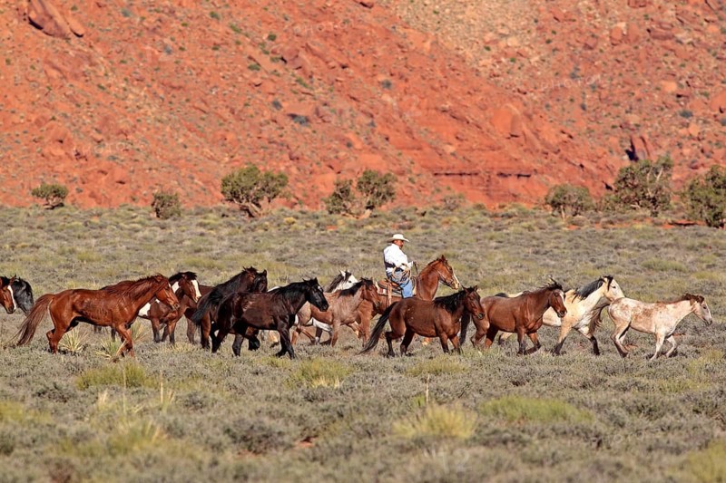 Navajo cowboy drives mustangs