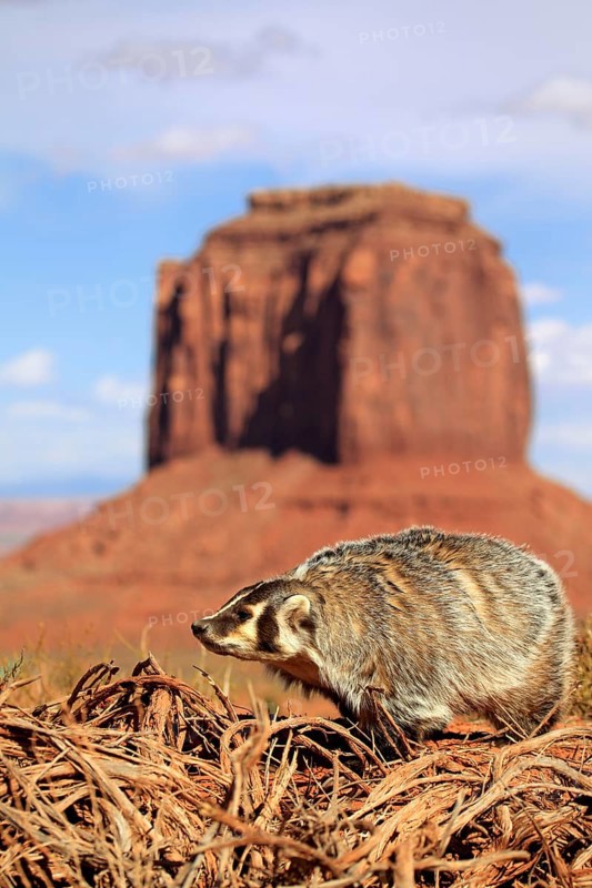 Badger