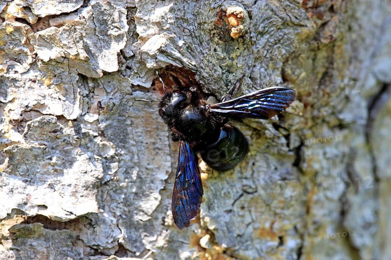 Violet carpenter bee