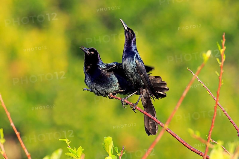 Boat-tailed grackle