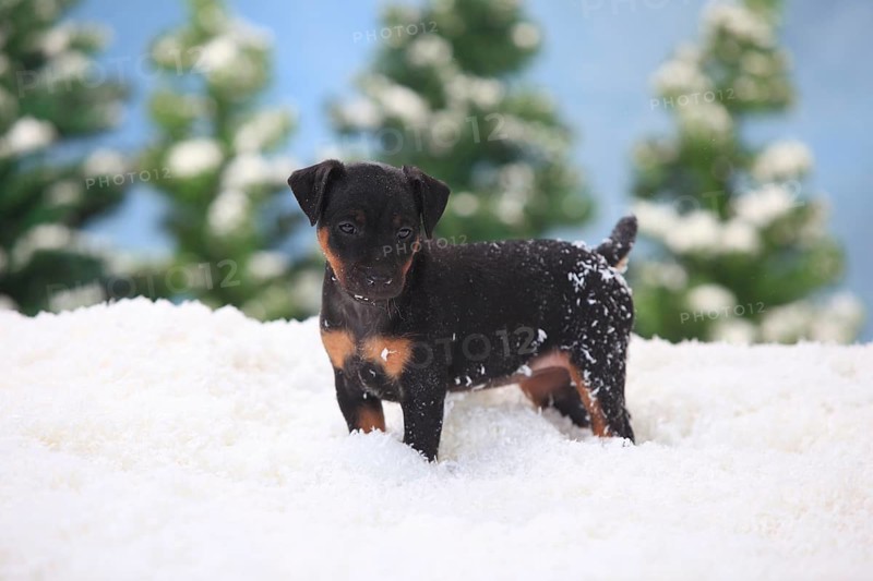 German Hunting Terrier