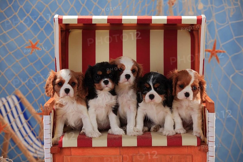 Cavalier King Charles Spaniel