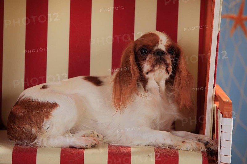King Charles Spaniel