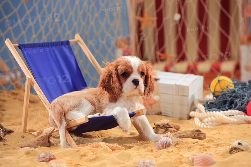 Cavalier King Charles Spaniel