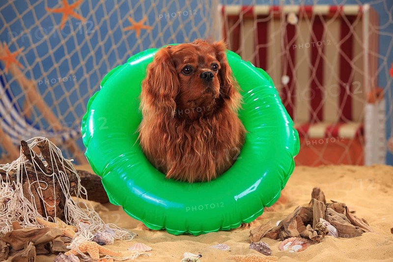 Cavalier King Charles Spaniel