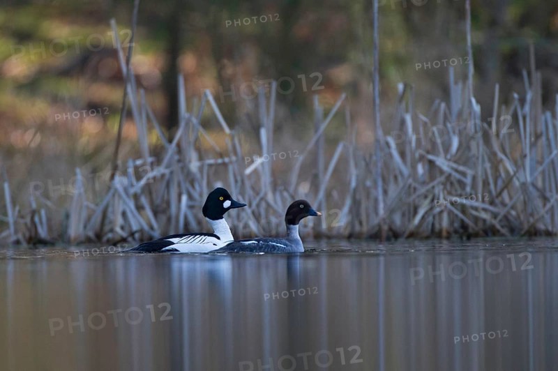 Common Goldeneye
