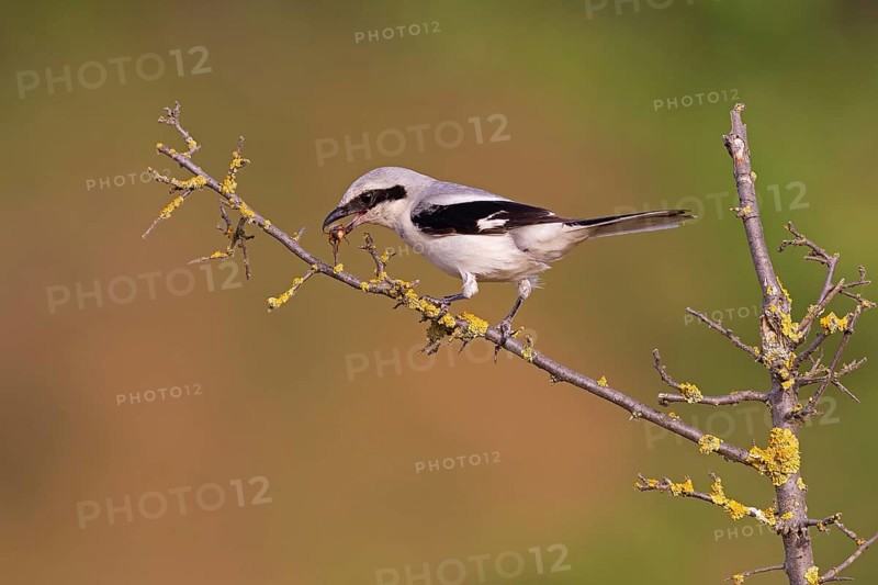 Great Grey Shrike