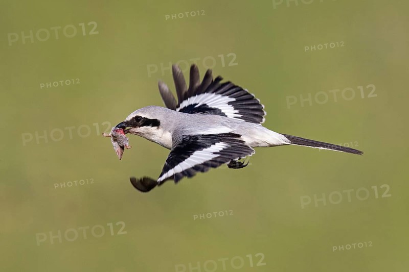 Great Grey Shrike
