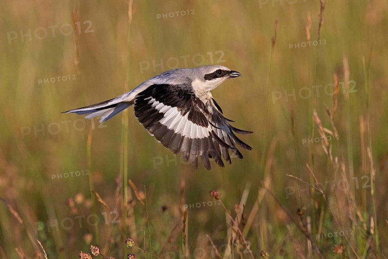 Great Grey Shrike