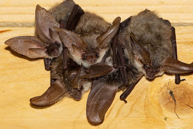 Grey long-eared bat