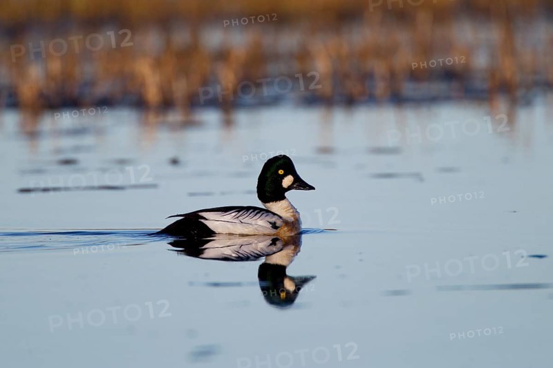 Common Goldeneye