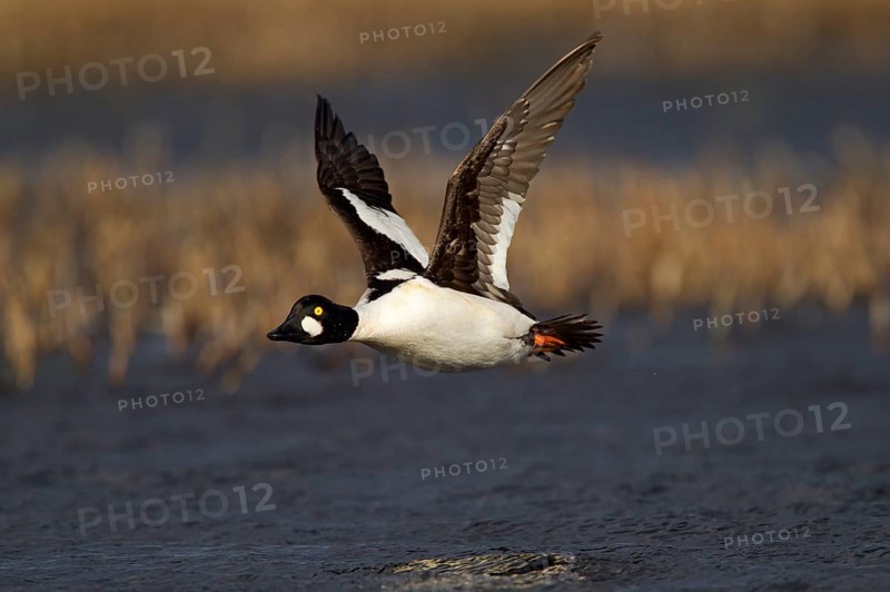 Common Goldeneye