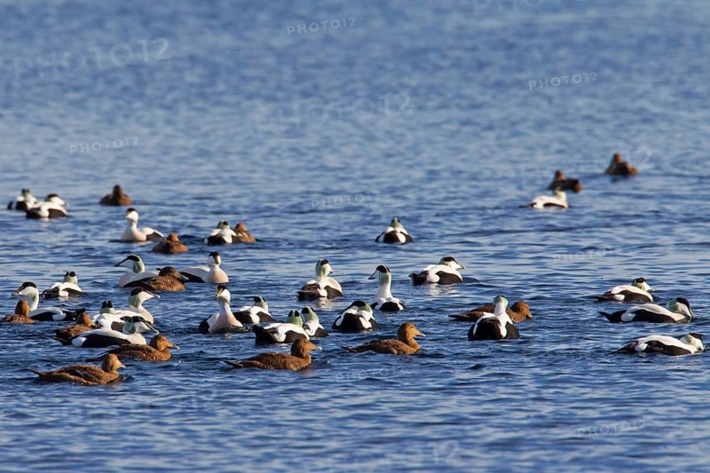 A flock of common eiders