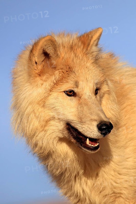 Timbergray wolf
