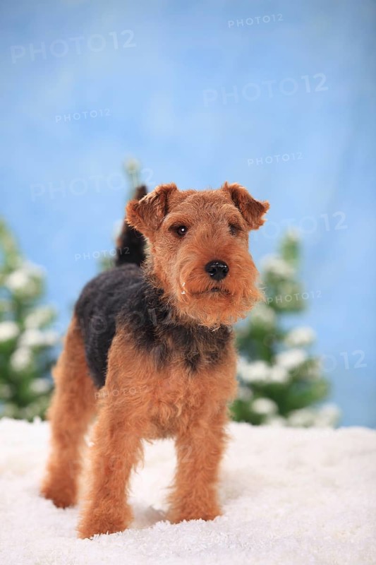 Welsh Terrier