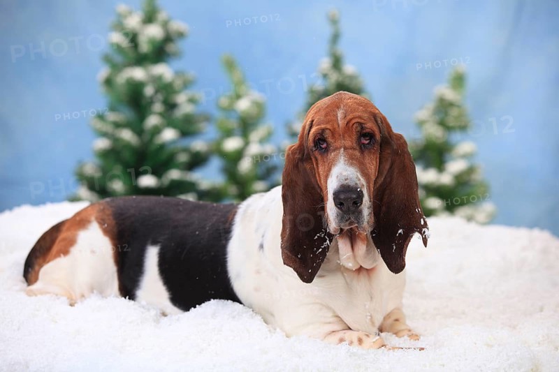 Basset Hound