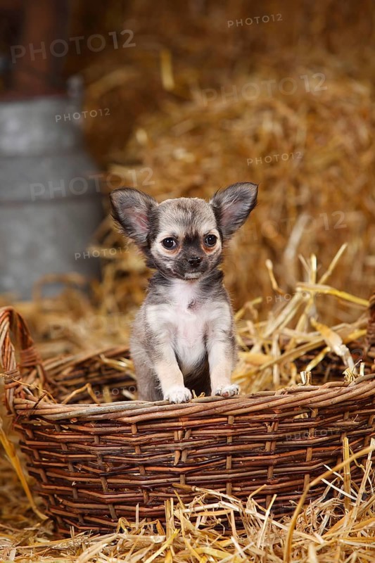 Chihuahua
